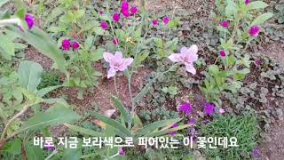 대청부채/오후에 폈다가 저녁에 지는 멸종위기 꽃