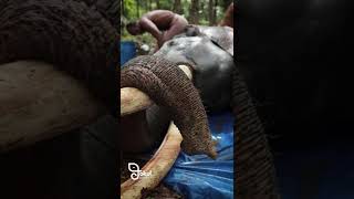 നടയ്ക്കൽ ഉണ്ണികൃഷ്ണൻ 🔥 Nadackal Unnikrishnan | Kerala Elephant | Kottayam