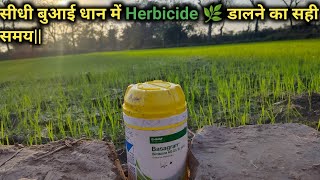 सीधी बुआई धान में Herbicide 🌿 डालने का सही समय||