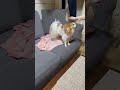 帰りが嬉しくて小躍りするパピヨン 子犬 cute cutepuppy dog doglover puppy パピヨン 小型犬 犬 shorts