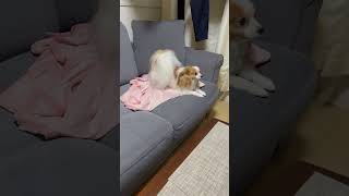 帰りが嬉しくて小躍りするパピヨン #子犬 #cute #cutepuppy #dog #doglover #puppy #パピヨン #小型犬 #犬 #shorts