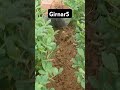 Girnar5 veraity Groundnut