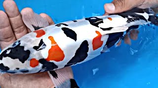 21 Jenis Ikan Koi Tercantik dan Terpopuler | Koi Kohaku, Koi Showa, Aka Matsuba, Koi Shiro, Sanke