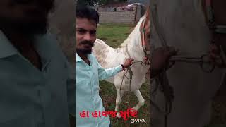 sere srushati શેરે સૃષ્ટિ ની મોજ મસ્તી 🐴🐴🐴🐴🙏👍