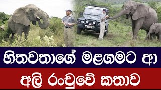 කෑම දුන් මිනිසාගේ මළගමට ආ අලි රංචුවේ කතාව - Elephants Paid Their Respects