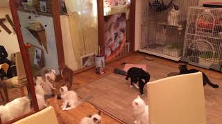 夕ごはんを待ちきれない猫たち  Cats are asking \