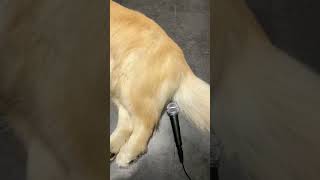 Golden Retriever Dog Farts Into Microphone And Gets Scared | funny video dog farts into microphone