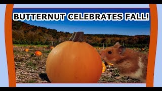 Hamster Celebrates Fall