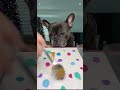 apollo’s 1st painting should we do more 🎨 dog art frenchie doglover