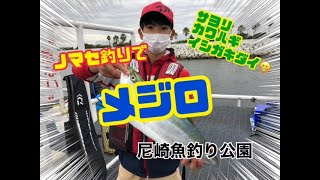 探りやサヨリのヒットシーン‼️尼崎魚釣り公園　fishingmax武庫川店