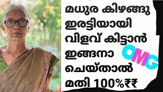 ഈഒരു ട്രിക്ക് ചെയ്താൽ ശർക്കരകിഴങ്ങ് പറിച്ചു മടുക്കും കണ്ടു നോക്കു