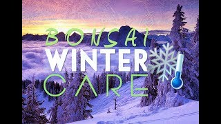 BONSAI CARE - Winter