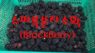 슈퍼복분자 수확 [ blackberry ブラックベリー 黑莓 ]