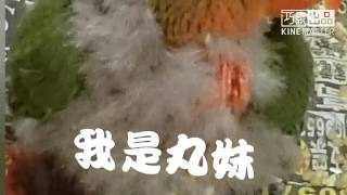 孟貢丸（艷桃/丸妹的成長日記）牡丹幼鳥第5天