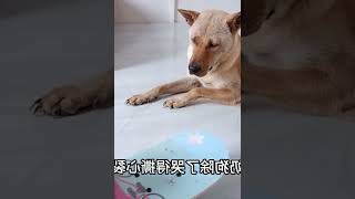 小奶狗哭个不停，当主人把它推走那一刻，狗妈妈再也看不下去了   西瓜视频 #015