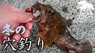 【穴釣り】冬の朝、夫婦でカサゴを釣り、煮付けを味わう。