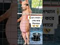 কুকুরের অদ্ভুত কাজ কর্ম দেখুন। mdzahiradil facts dog animals funny 2024 november shorts