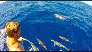 Incredible Dolphin Video