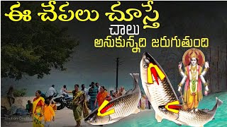 చేప అవతారంలో వెలిసిన లక్ష్మీ నరసింహ స్వామి | ఈ చేపలు చుస్తే చాలు అనుకున్నది జరుగుతుంది