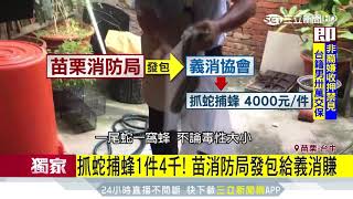 老外驚呆！拍攝雨傘節捕食　蜥蜴「斷尾求生」│三立新聞台