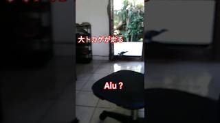 今度は大トカゲ（alu）すごいね〜Bali生活【ブルーパラダイスダイビング】 #バリ島 #shorts #bali