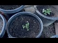 episode 1 అమెరికా లో మా gardening our small world love for nature love for gardening