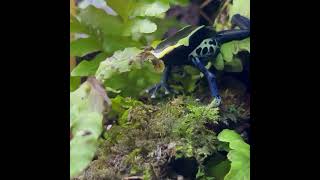 ハエ捕食　Dendrobates tinctorius/POISON DART FROG #shorts #shortsvideo #shortsfeed #shortsyoutube