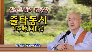 월호스님의 줄탁동시 495회