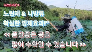 노린재, 나방류 한방에 해결했어유~#병충해 #귀족서리태