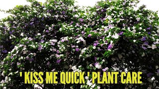 Brunfelsia pauciflora | Kiss me quick plant care | Yesterday today tomorrow plant