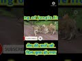 शेर की कुछ ऐसी खूबियां जो आपको सीखनी चाहिए king of jungle lion shorts vairalvideo shortvideo