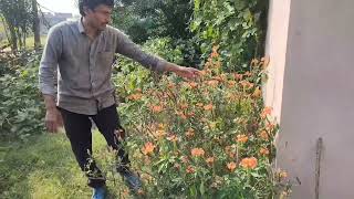 కనకాంబరం మొక్క వివరణ (Crossandra infundibuliformis plant explain)