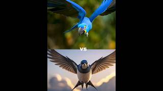 Hyacinth macaw vs swallow vs ( Eagle, snow owl,  owl,  vampire bat, pigeon).