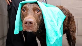 I Bet This Is Your First Time Meeting The Chesapeake Bay Retriever