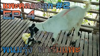 วันนี้พามาดู แพะคลอดลูก #2 ที่พนมรุ้ง ฟาร์มแพะ EP.4 | Phetsri Channel