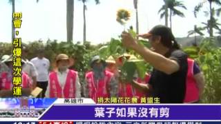 冒雨連夜採！花農捐20萬朵太陽花│三立新聞台