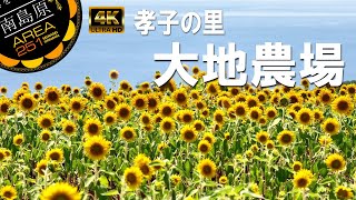 大地農場 ひまわり畑｜南島原市加津佐町｜孝子の里｜南島原ひまわり観光協会