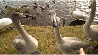 これぞ大塚池公園オオハクチョウ４羽幼鳥親子殺到～　20161112　大塚池公園のハクチョウ白鳥スワンSWANS