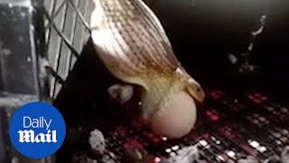 A snake regurgitates two huge chicken eggs - Daily Mail