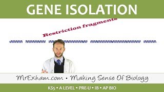 Genetic Engineering - Isolating the gene - Post 16 Biology (A Level, Pre-U, IB, AP Bio)