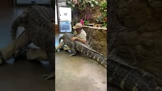 #Animal #snack #agg #cantdance #alligator #bamba #reptilezoo #fun(5)