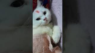 മഴയും തണുപ്പും ഒക്കെയല്ലേ #reels #cat #funny #pets #animals #comedy #cuteanimal #malayalam