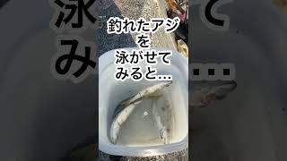 【泳がせ釣り】アジを泳がせていると…