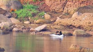 国家１級保護動物コウライアイサの撮影に成功　四川省芦山県