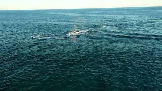 Whales at Maroubra Beach - June 2023