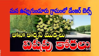 మన గ్రామంలో డేంజర్ బెల్స్ మోగబోతున్నాయి./కోనోకార్పస్ చెట్లను సమూలంగా తొలగిద్దాం!