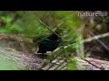 male superb bird of paradise lophorina superba displaying papua new guinea