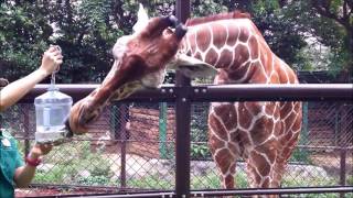 アミメキリンのソラくん　2016年10月　野毛山動物園