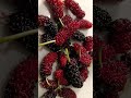 #mulberries #mulberry #mulberryfruit #mulberryharvest #freshharvest