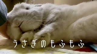 うさぎさんのもふもふ【うさぎのもちぶろう#43】